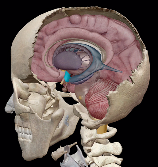 Feeling Hormonal: A Look at the Endocrine System